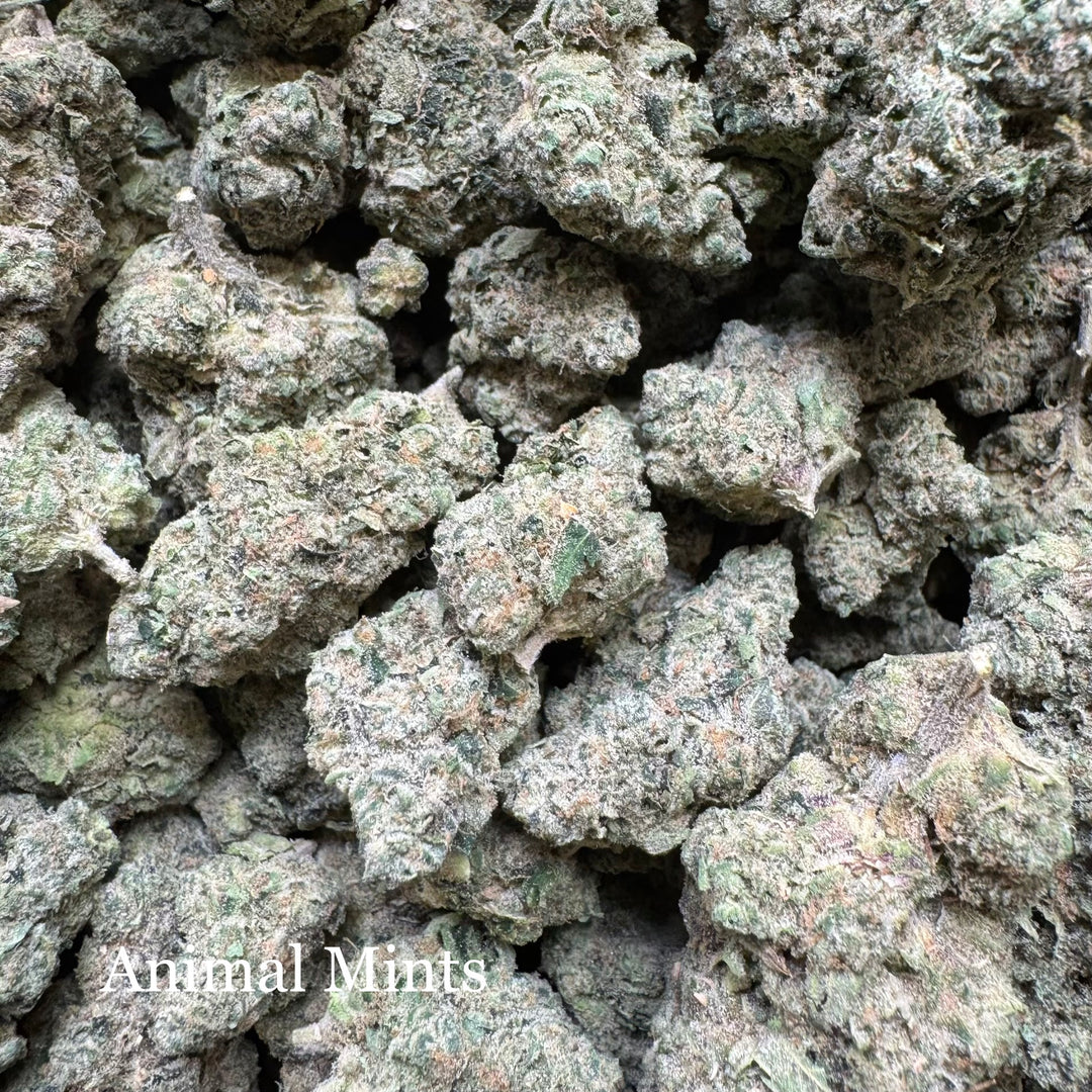 Indoor Animal Mints Exotics