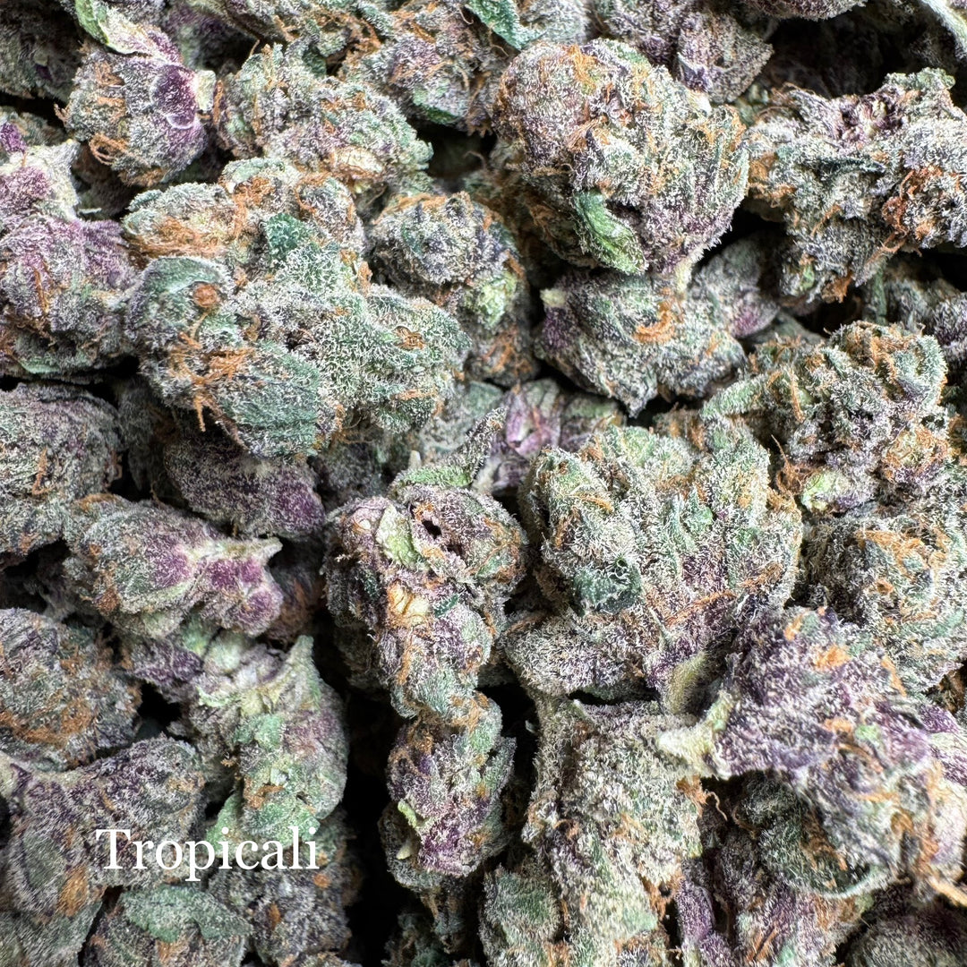 Indoor Tropicali - Exotics