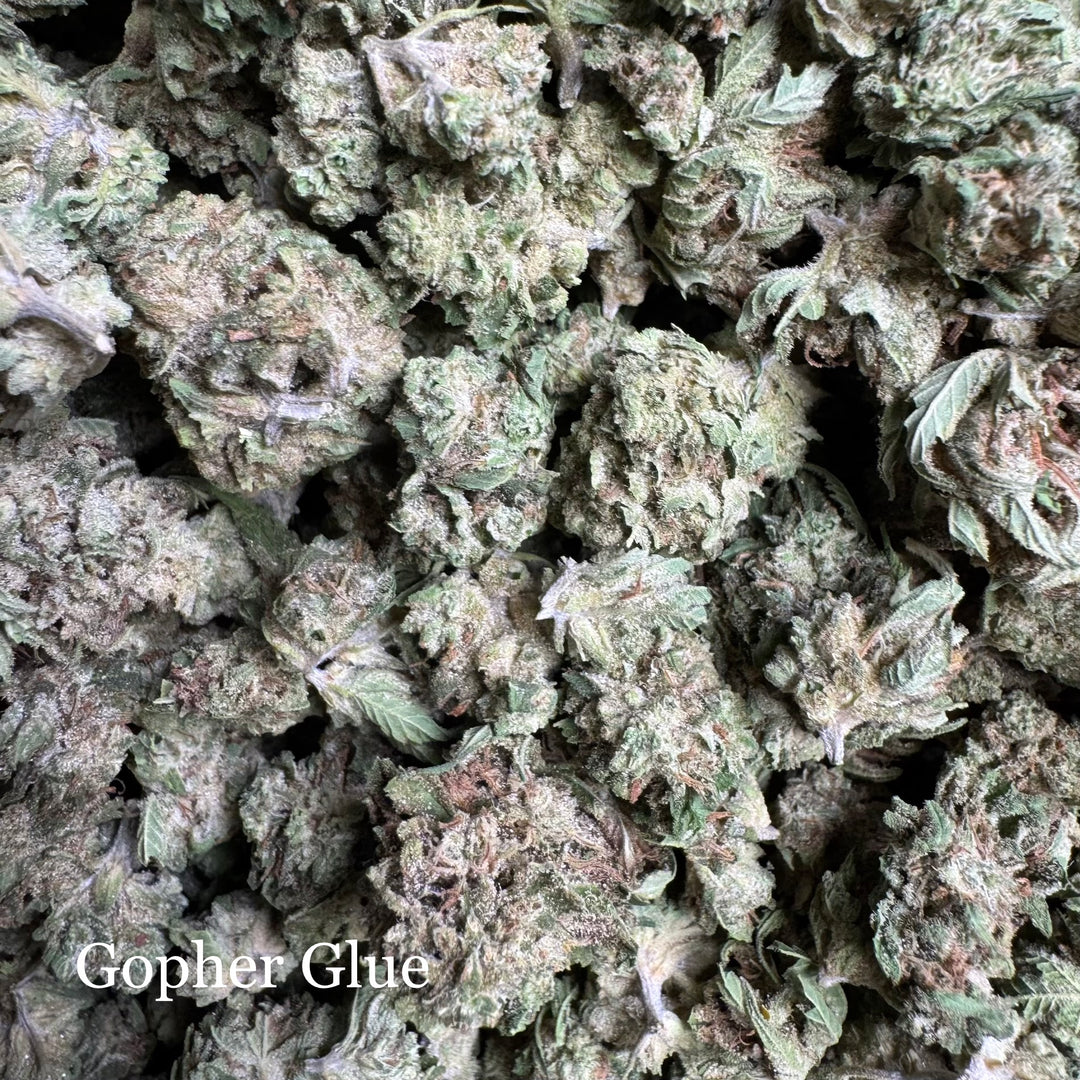 Gopher Glue