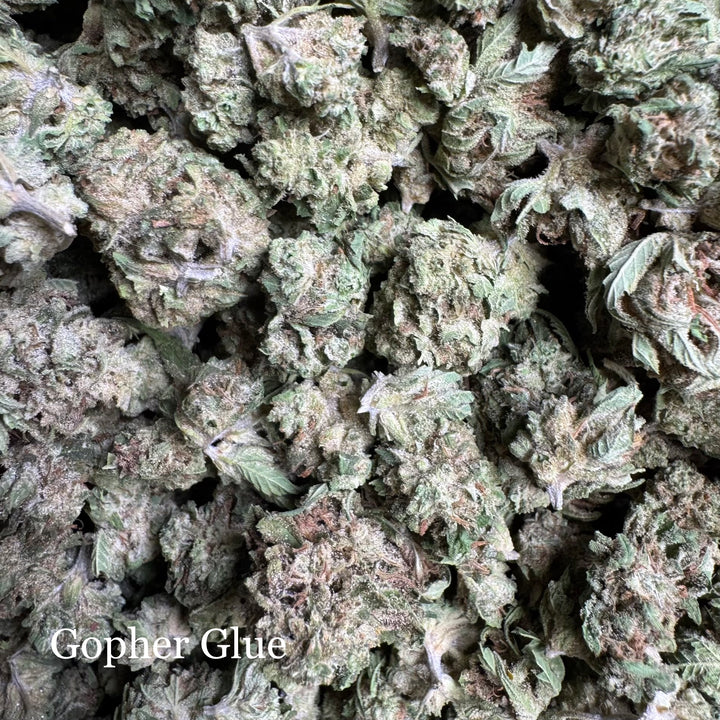 Gopher Glue