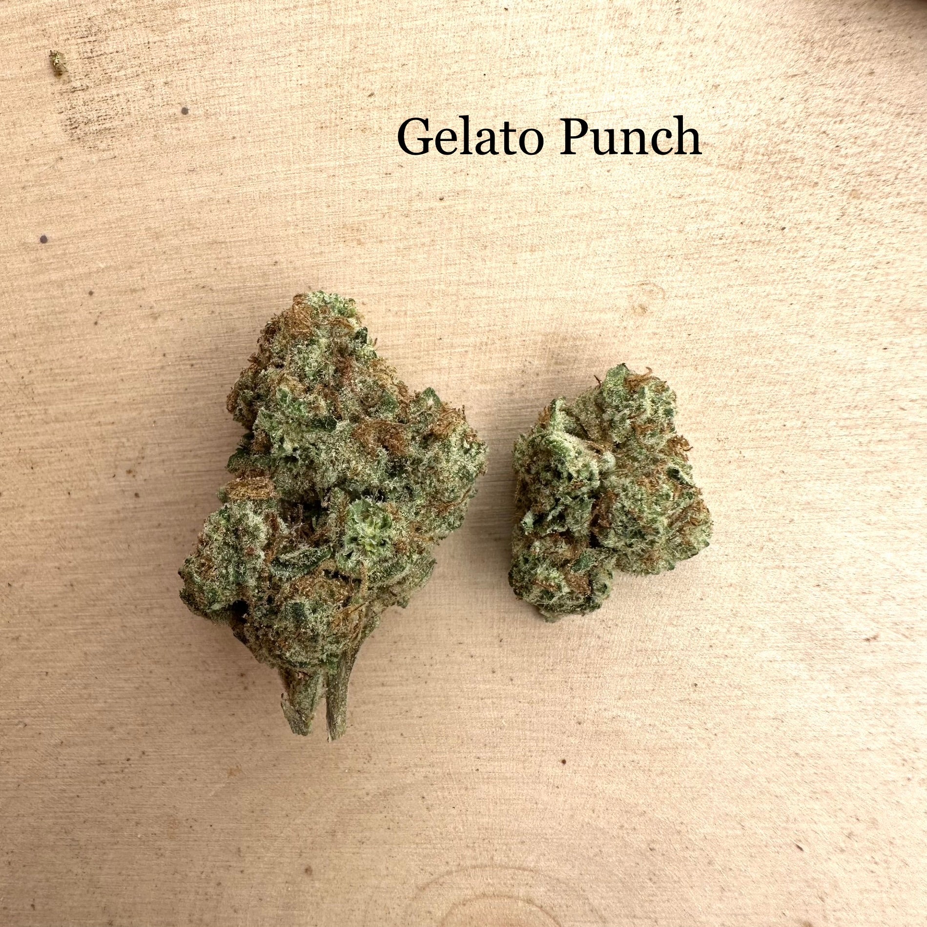 Indoor Gelato Punch Eight Horses Hemp