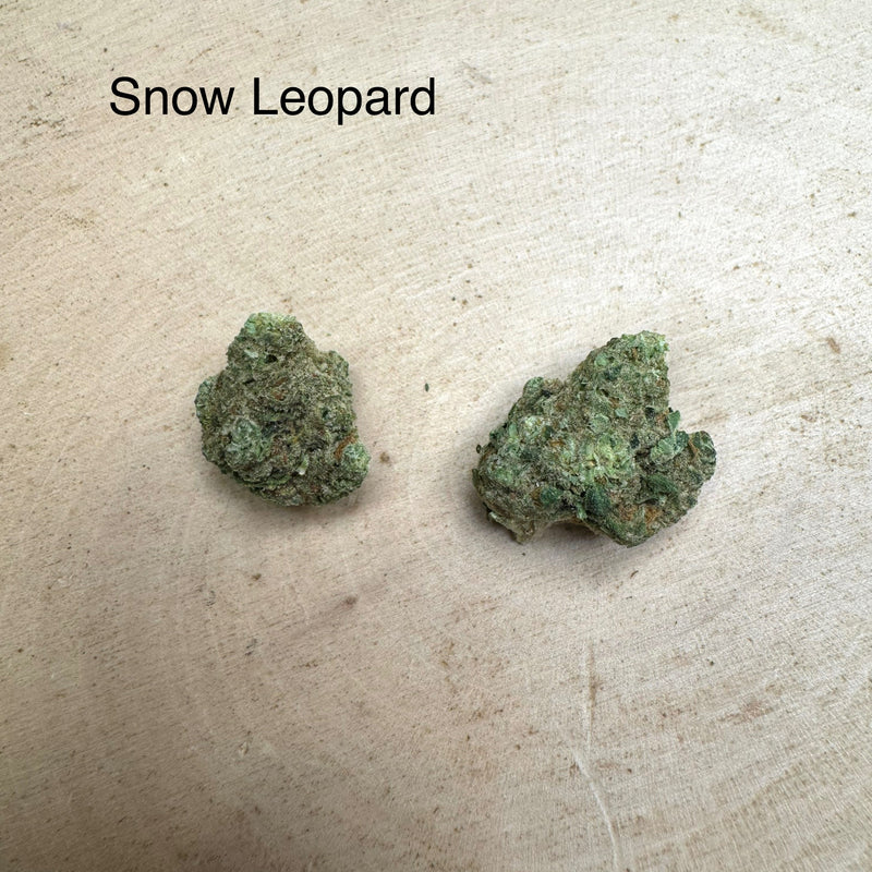 Indoor Snow Leopard