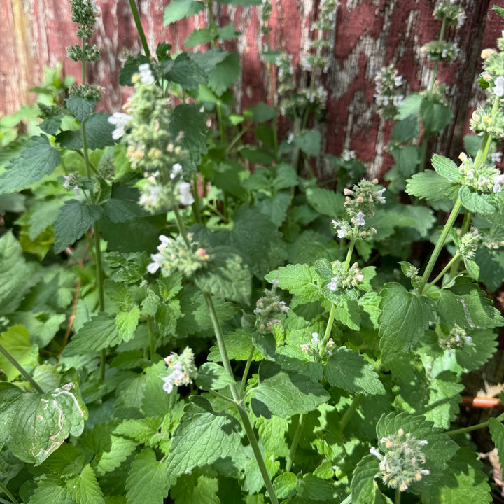 Catnip - 28g