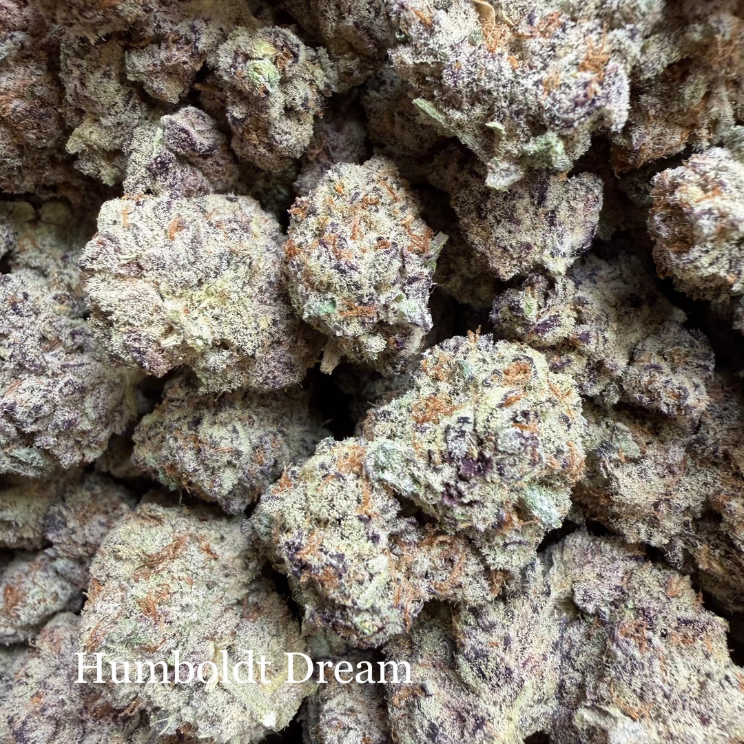 Indoor Humboldt Dream - Super Exotics