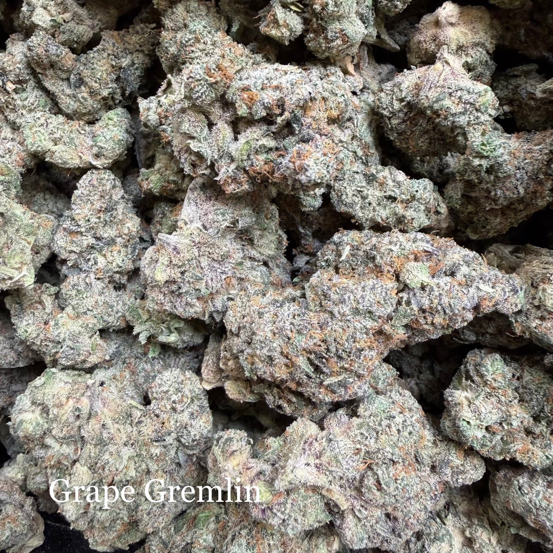 Indoor Grape Gremlin Exotics