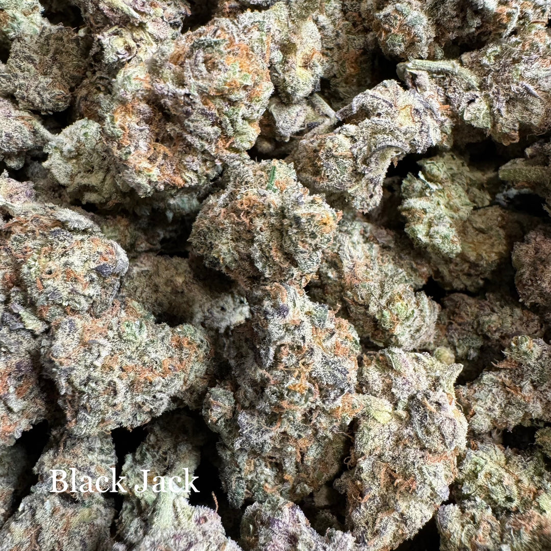 Indoor Black Jack - Exotics