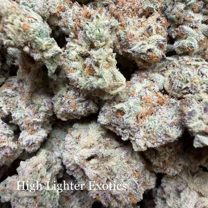 Indoor High Lighter - Super Exotics