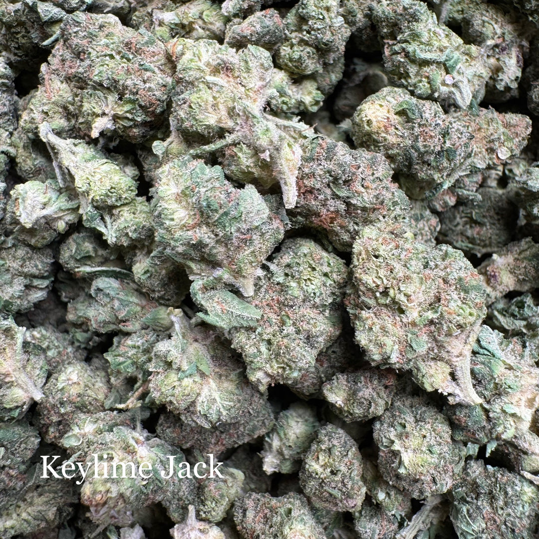 Indoor Keylime Jack