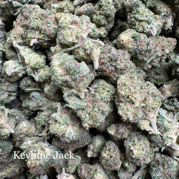 Indoor Keylime Jack