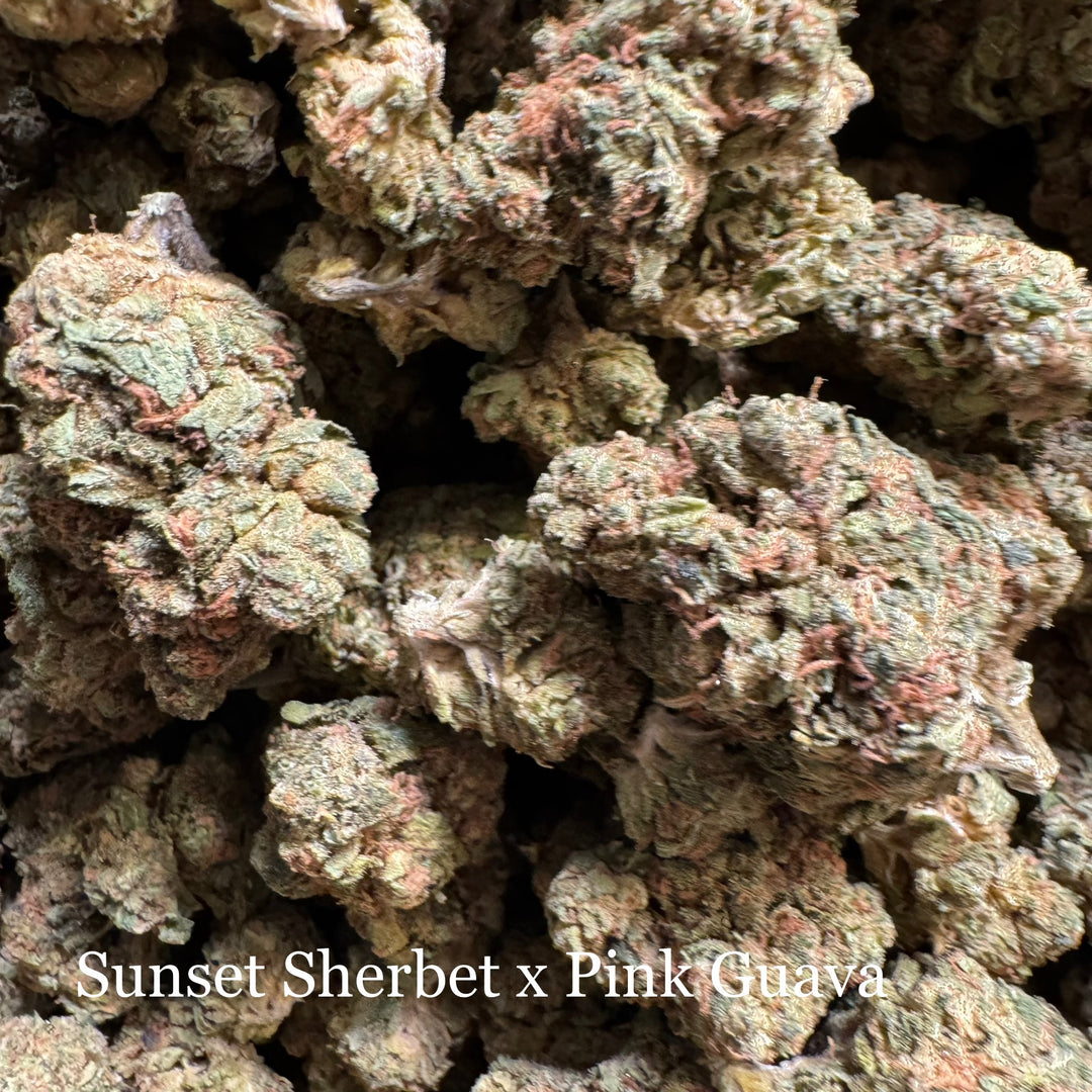 Sunset Sherbet x Pink Guava