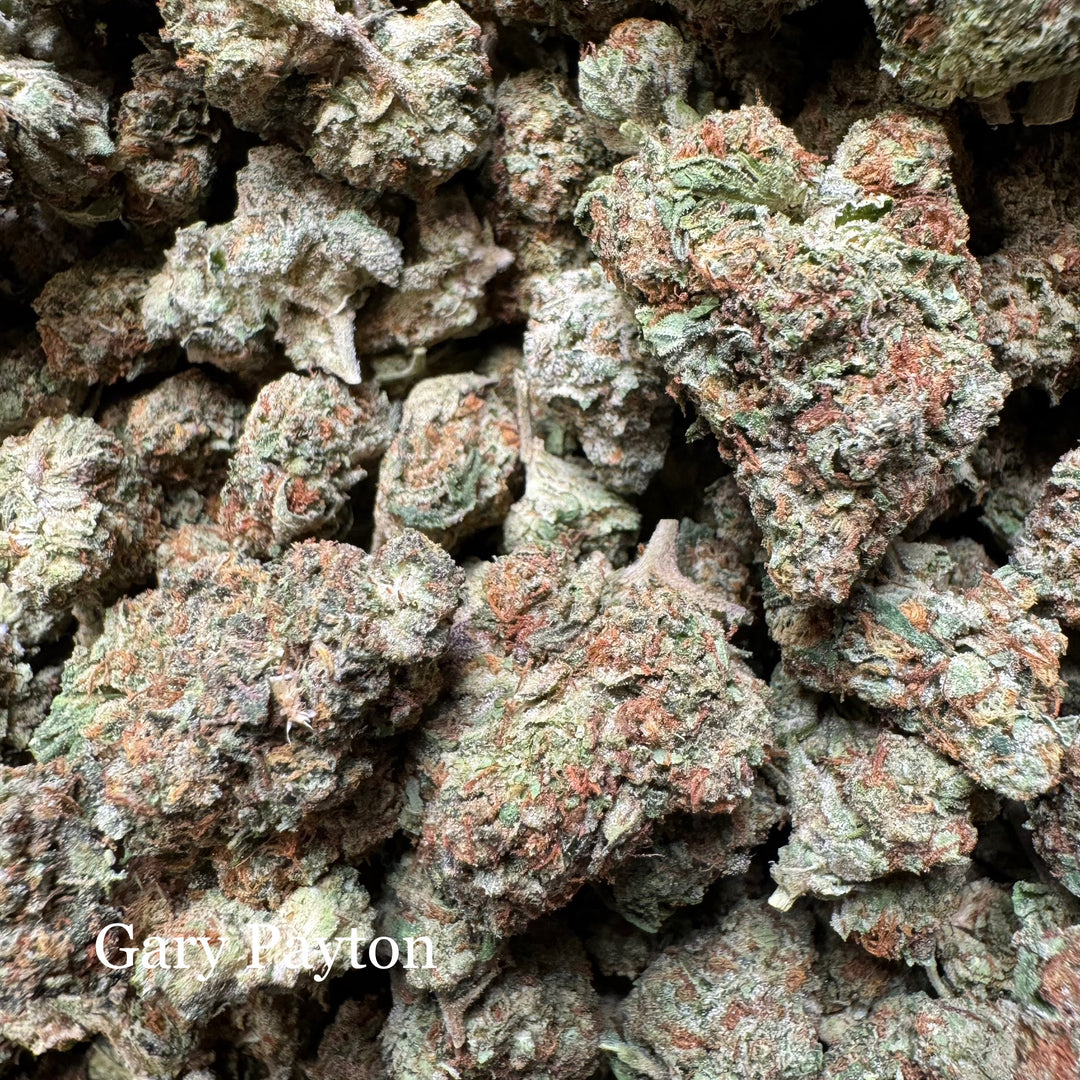 Indoor Gary Payton - Exotics
