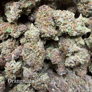 Indoor Orangelato Exotics