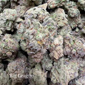 Indoor Big League - Super Exotics
