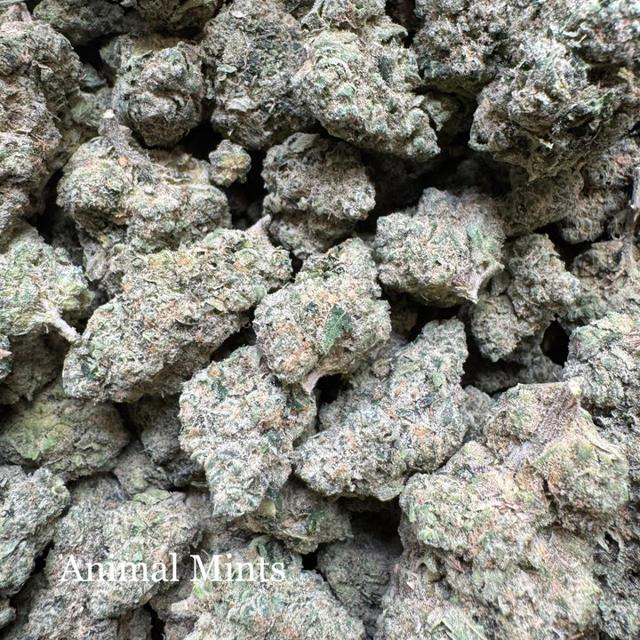 Indoor Animal Mints Exotics