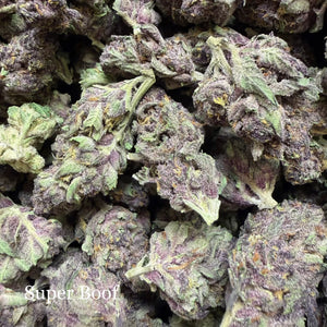 Indoor Super Boof Exotics