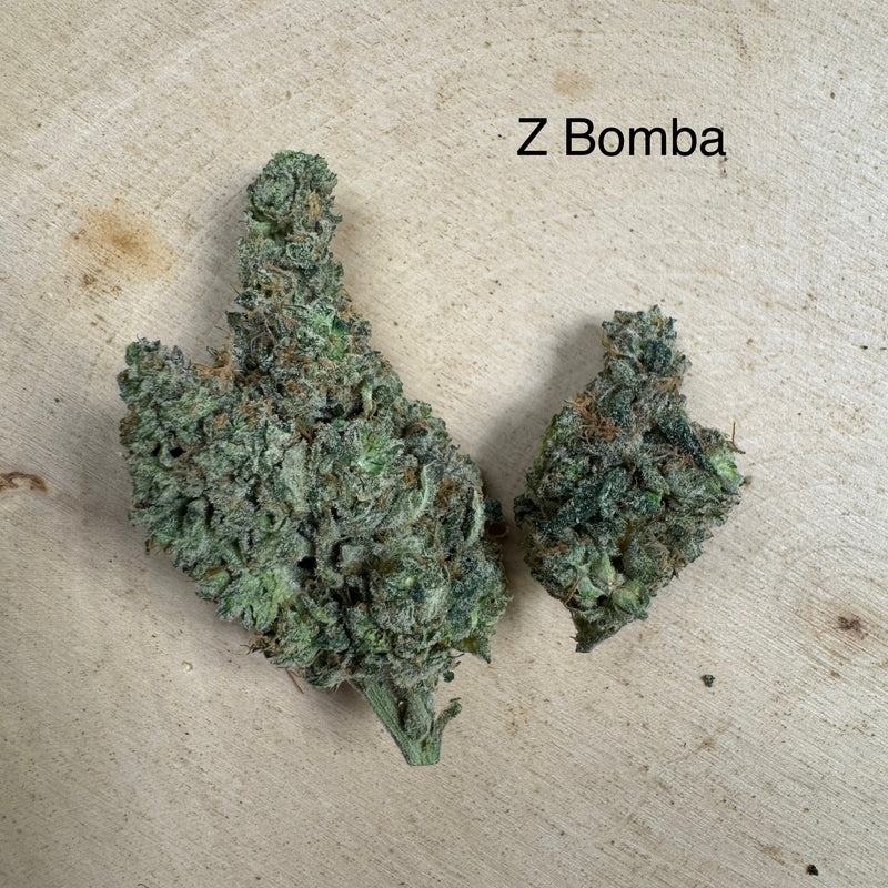 Indoor Z Bomba