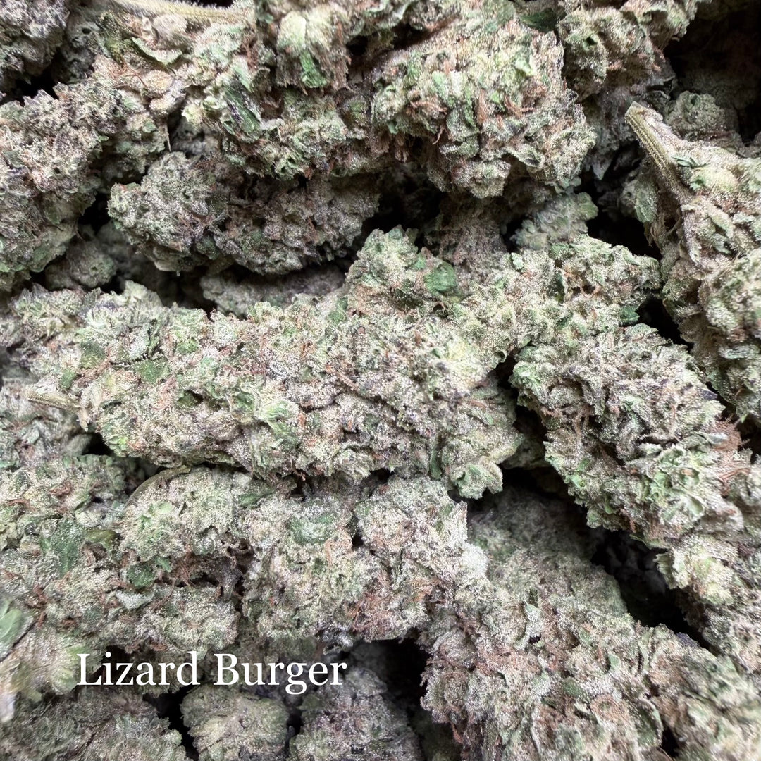 Indoor Lizard Burger