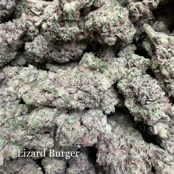 Indoor Lizard Burger