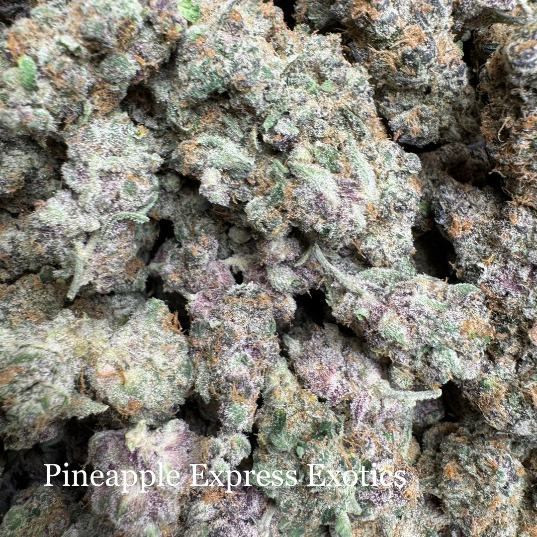 Indoor Pineapple Express - Exotic