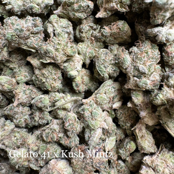 Indoor Gelato 41 x Kush Mintz