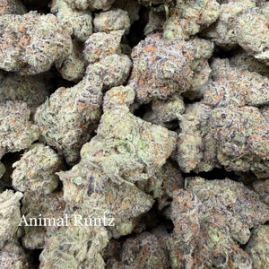 Indoor Animal Runtz - Super Exotics