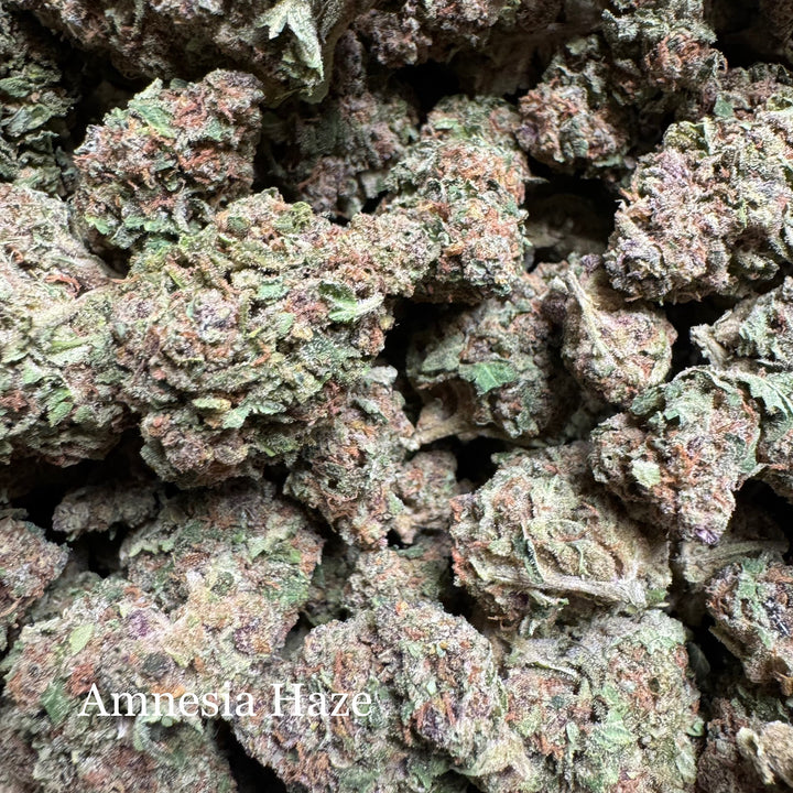 Indoor Amnesia Haze - Exotics