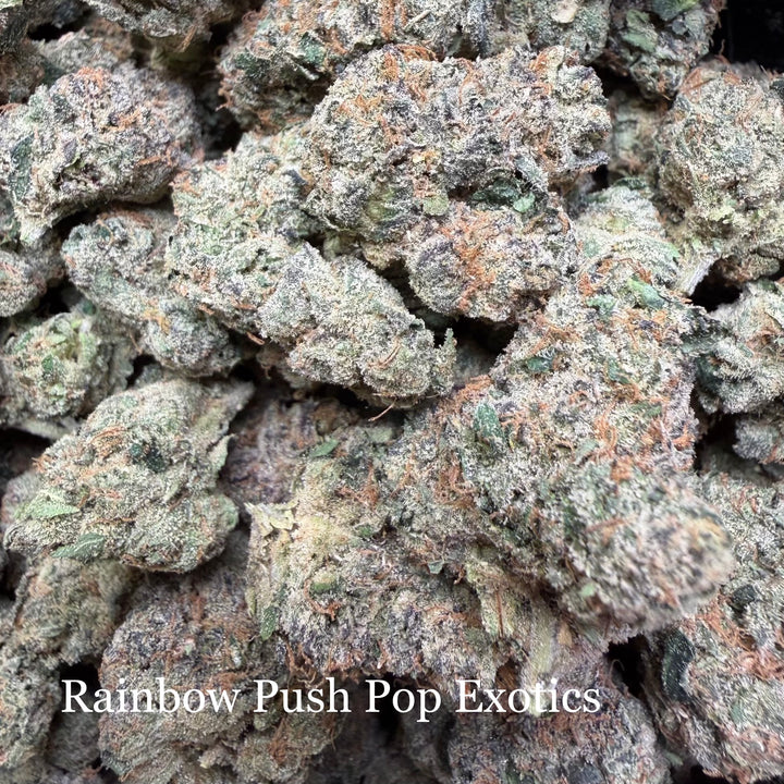 Indoor Rainbow Push Pop Exotics