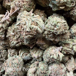 Durban Poison