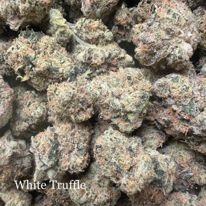 Indoor White Truffle - Super Exotics