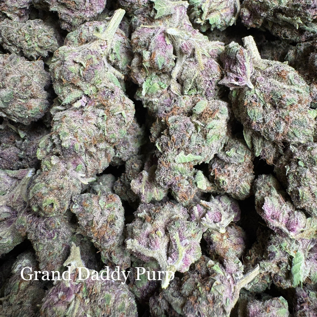 Indoor Grand Daddy Purp