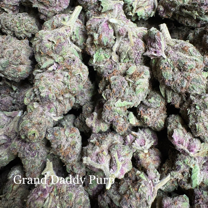 Indoor Grand Daddy Purp
