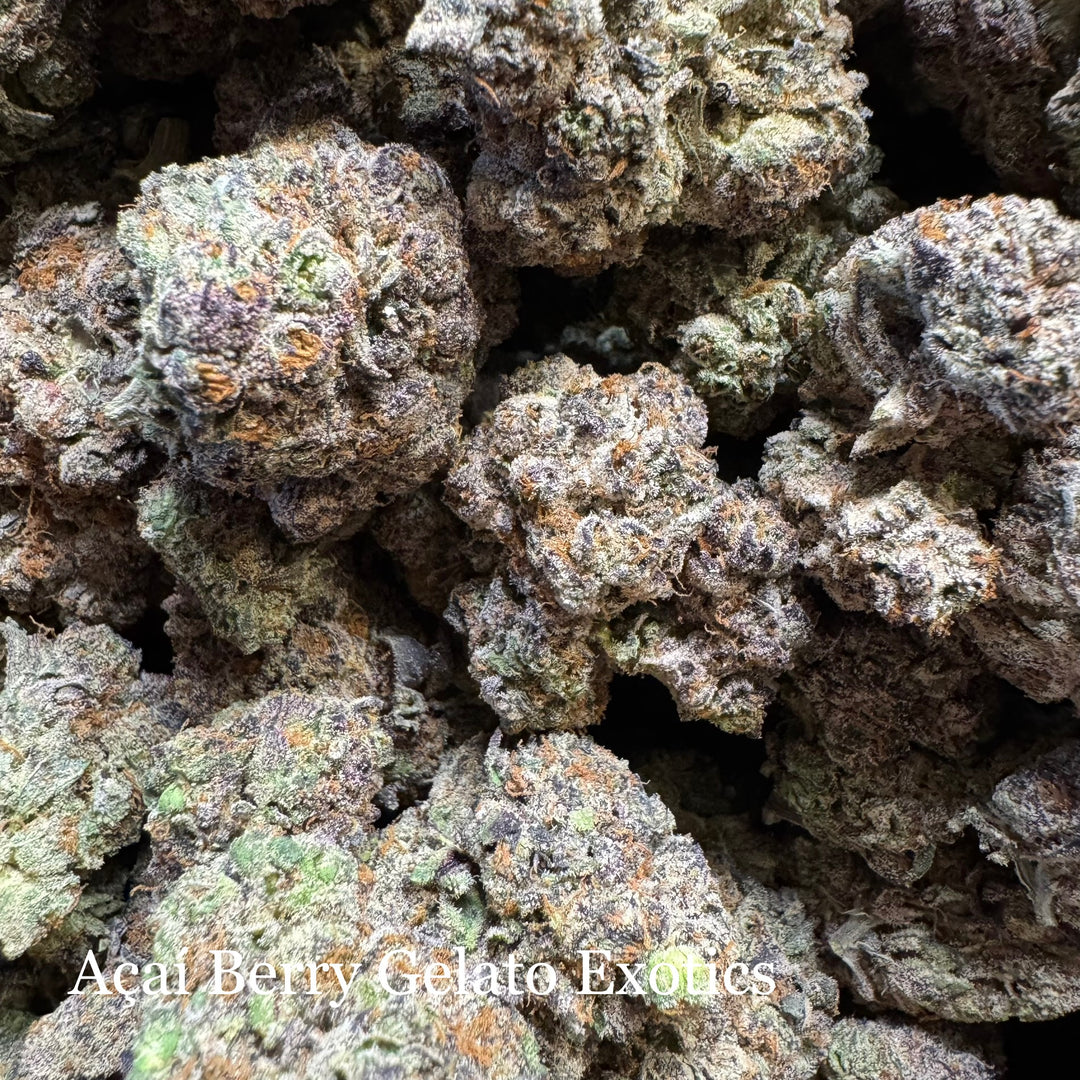 Indoor Acai Berry Gelato - Exotic