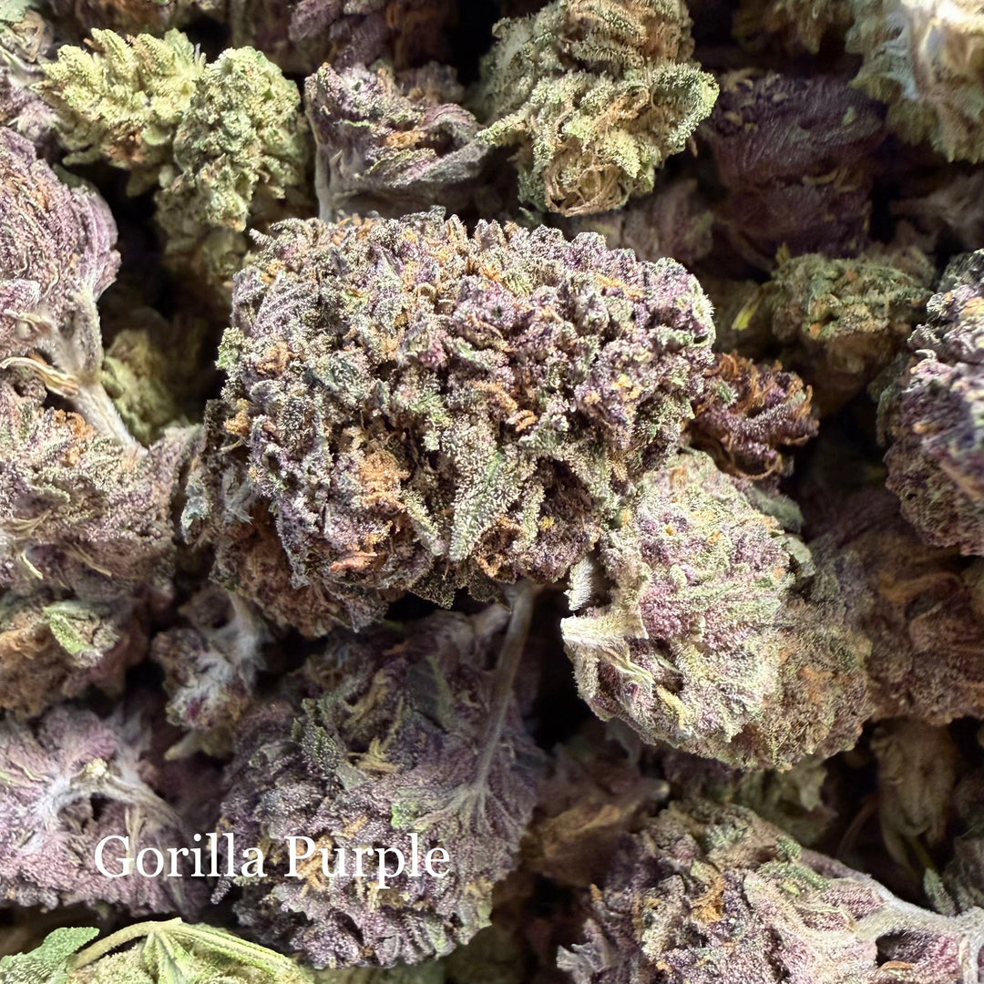 Gorilla Purple