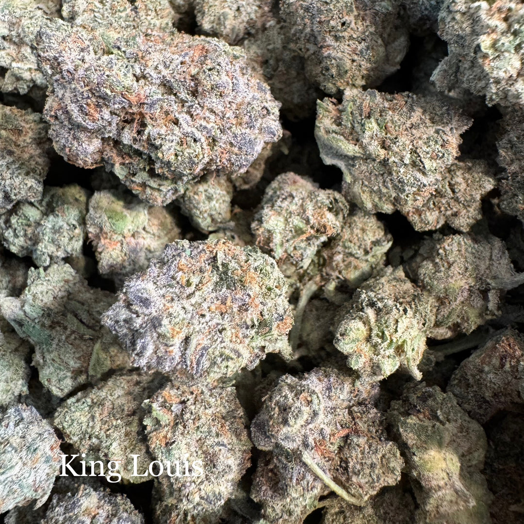 Indoor King Louis - Exotics