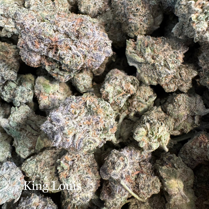 Indoor King Louis - Exotics