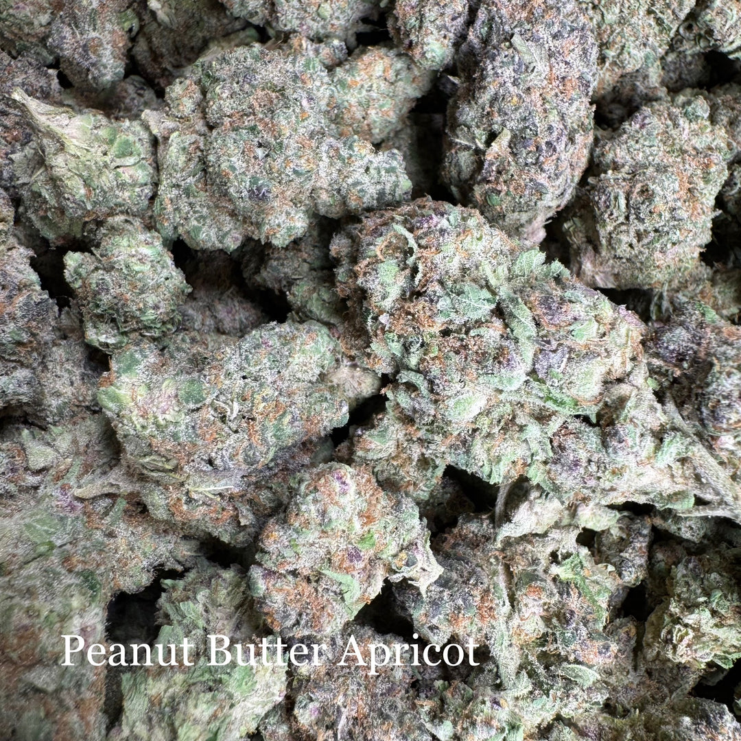 Indoor Peanut Butter Apricot - Exotic