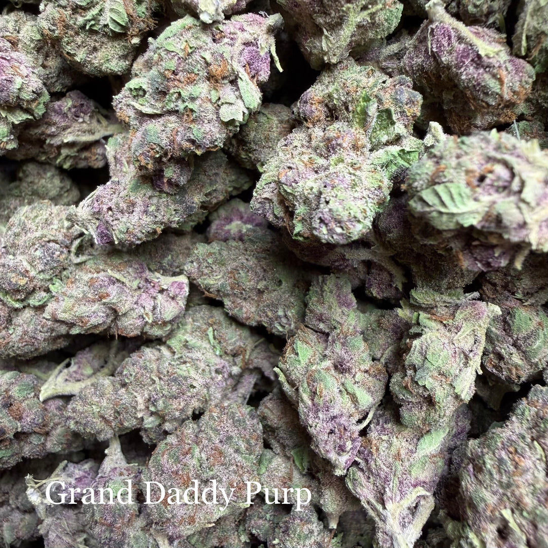 Indoor Grand Daddy Purp - Exotics