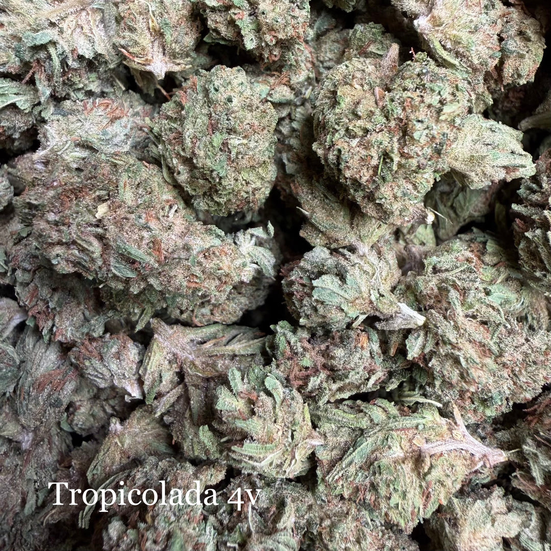 Tropicolada 4v THCv