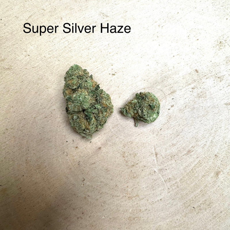 Indoor Super Silver Haze