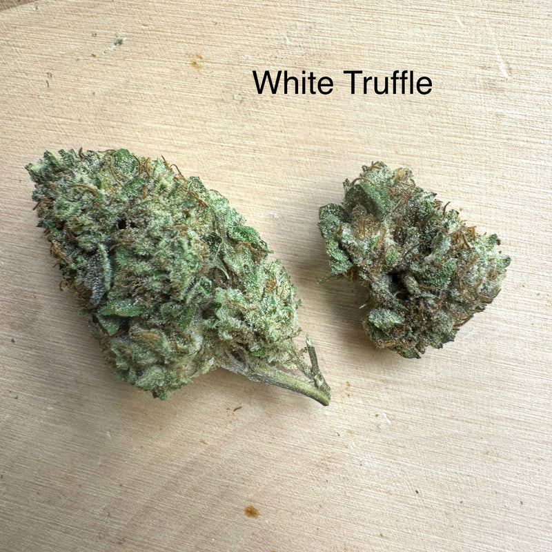 Indoor White Truffle