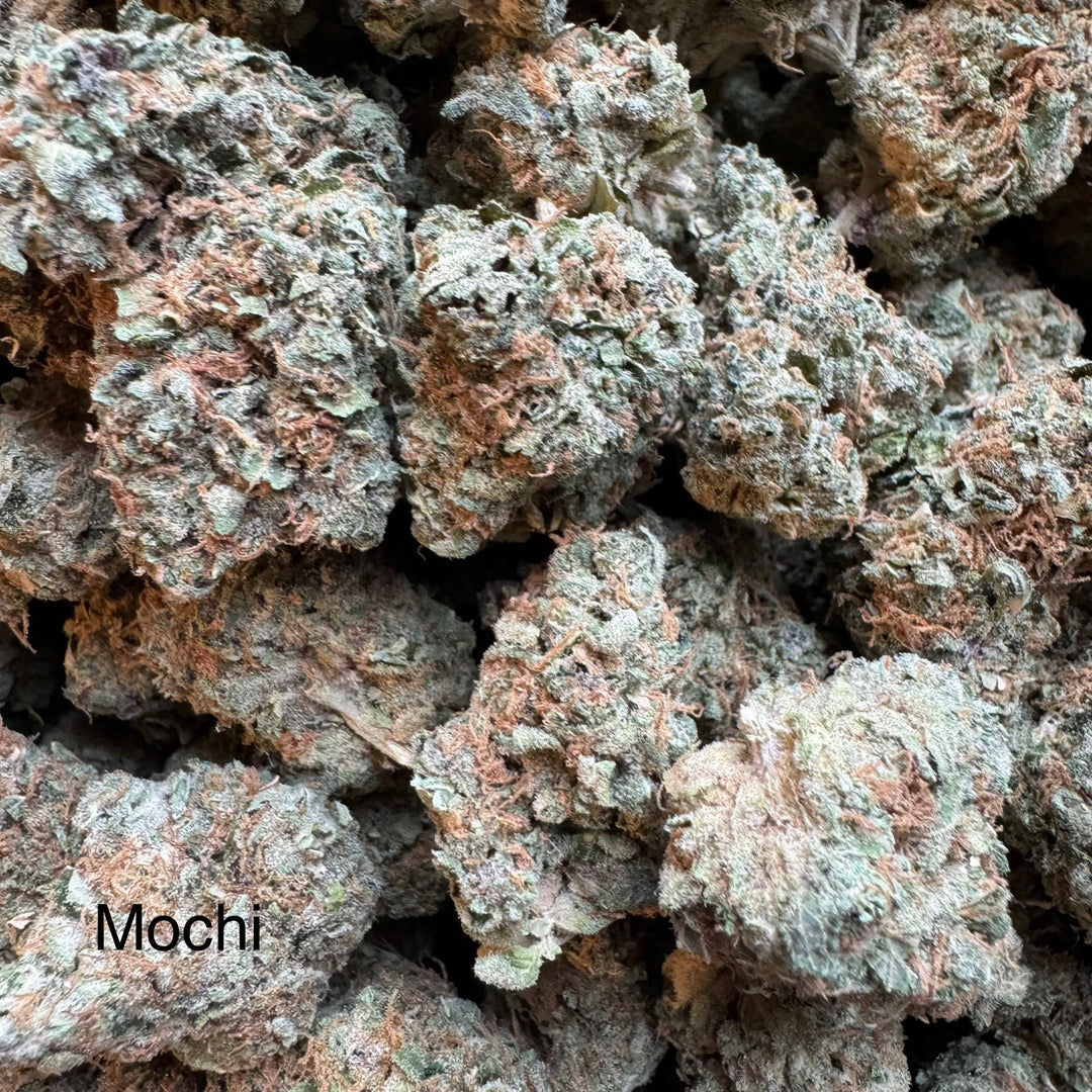 Indoor Mochi Gelato - Exotics