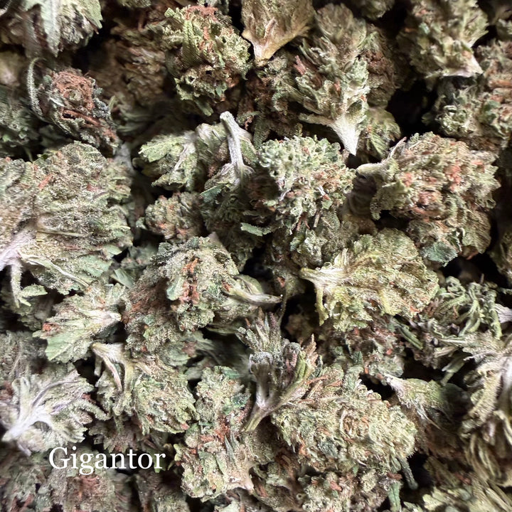 Gigantor