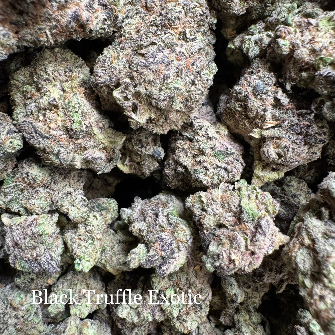 Indoor Black Truffle - Exotic