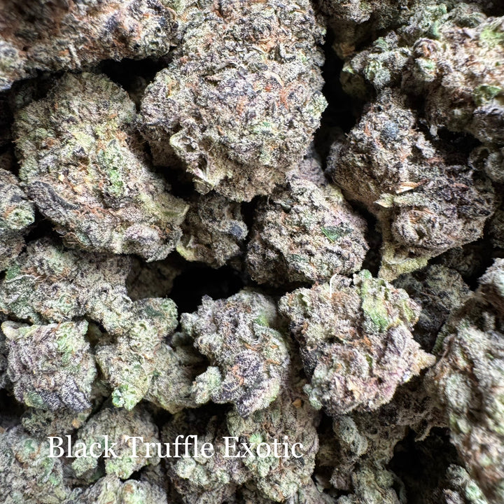 Indoor Black Truffle - Exotic