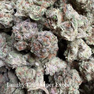 Indoor Laughy Taffy - Super Exotics