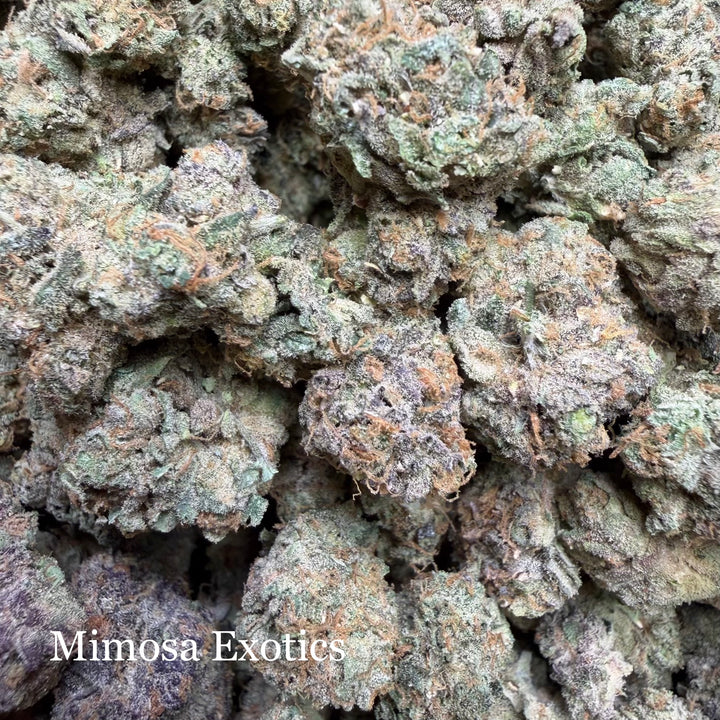 Indoor Mimosa Exotics