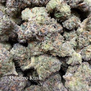 Indoor Quattro Kush - Super Exotics