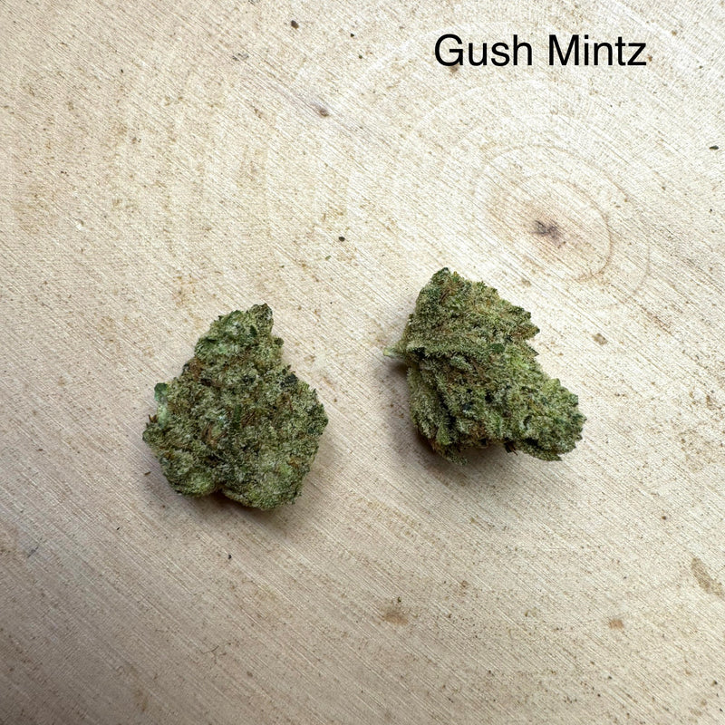 Indoor Gush Mintz