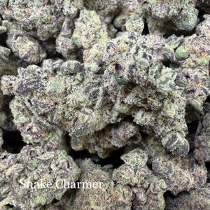 Indoor Snake Charmer - Super Exotics