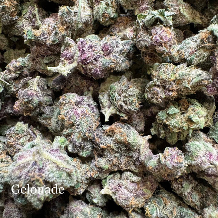 Indoor Gelonade Exotics